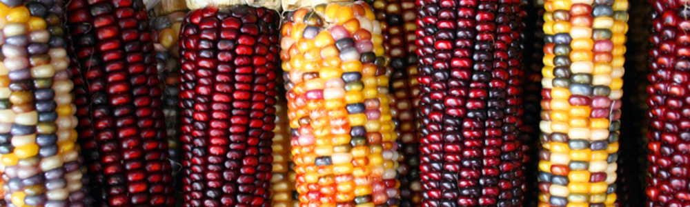 Manejo Fitosanitario de Cultivos Básicos